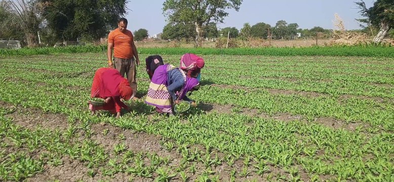 प्रथम चरण में 170 ग्राम पंचायतों में पौने तीन हजार महिला श्रमिकों का किया चयन