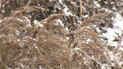 [날씨] 설날 곳곳에 눈비...도로 살얼음 주의해야 / YTN