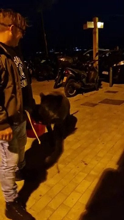 Man Bullied by Boars