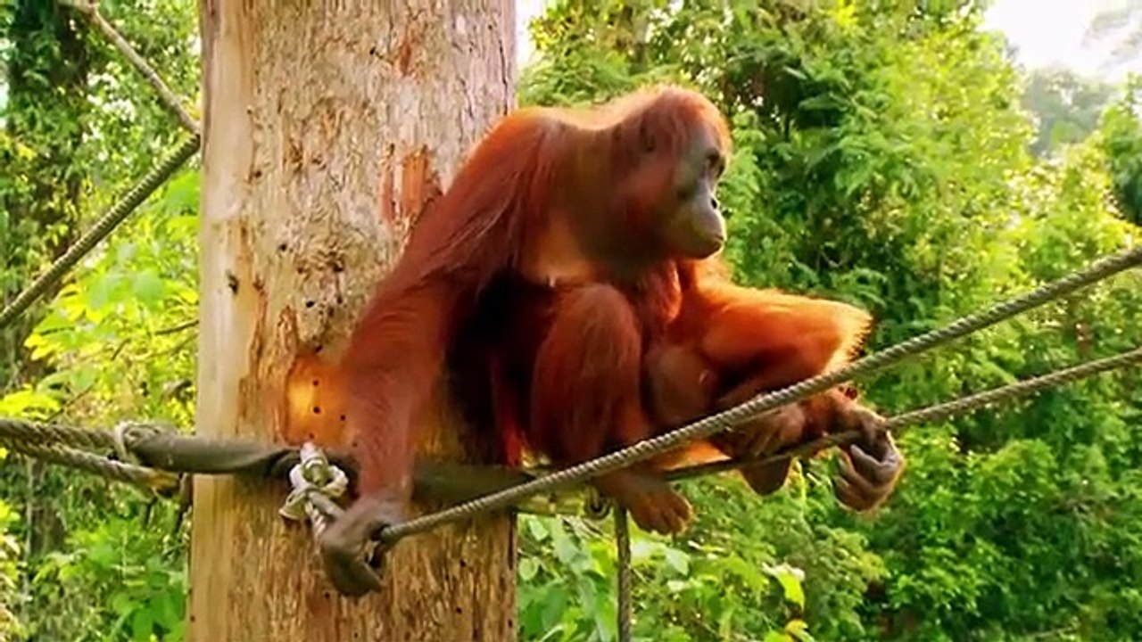 Meet the Orangutans - Se1 - Ep04 HD Watch