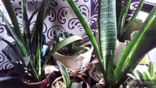 #Sunday #Garden #Overview Sunday Update #NDLovelYGarden #Bableejha #Gardening #GardeningVlog #GardeningTips #Gardeningvideo Please Like, Share ,Follow My Channel