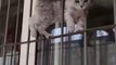 Cute Cats��Funny Fail ops Moments Viral Clips #shorts Video��__ #trending #animals #funny #reels-2