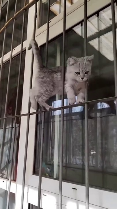 Cute Cats��Funny Fail ops Moments Viral Clips #shorts Video��__ #trending #animals #funny #reels-2