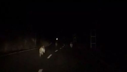 Anayola inen kurt sürüsü kamerada