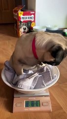 8 Pounds of Cuteness