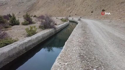 Sulama kanalına düşen vaşak ve tilkiler telef oldu