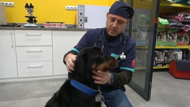 Türkiye'de 13 milyon civarında kedi ve köpek, 200'ün üzerinde bulaşıcı hastalık var