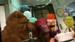 Muppets Tonight Muppets Tonight S02 E011 Andie MacDowell