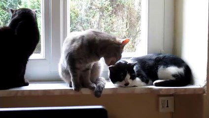 Petite toilette d'Alma à Mimoun ! (février 2022)