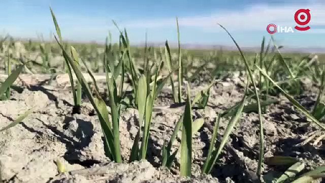 Tahıl ambarı Konya ovasında yağışlarda yüzde 40 azalma yaşandı