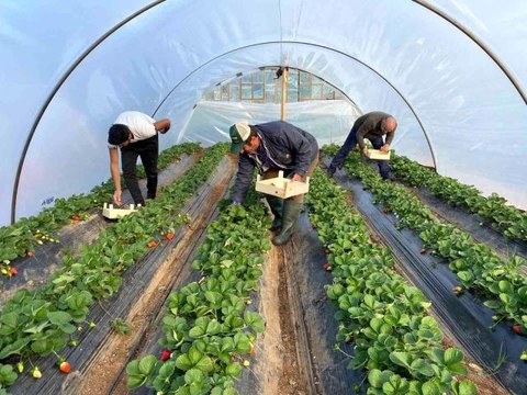 Kırmızı elmas 'çilek' seralarında hasat telaşı