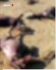 حمير مذبوحة.. العثور على هياكل عظمية في منطقة جبلية بالفيوم