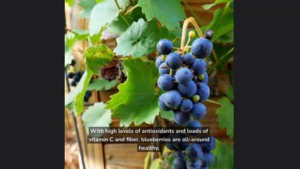 Best food for Healthy Kidneys