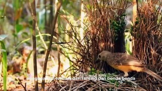 bowerbird, a bird of amazing architectural ability
