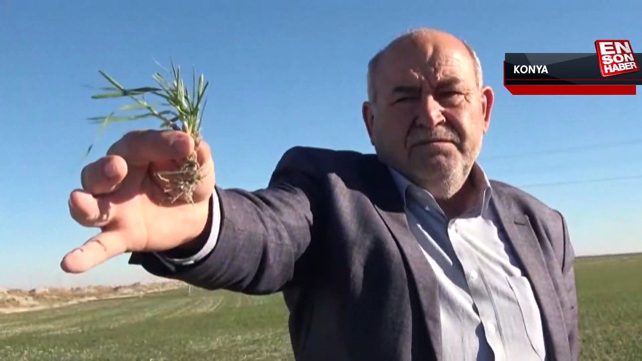 Konya Ovası'nda kuraklık hasarı