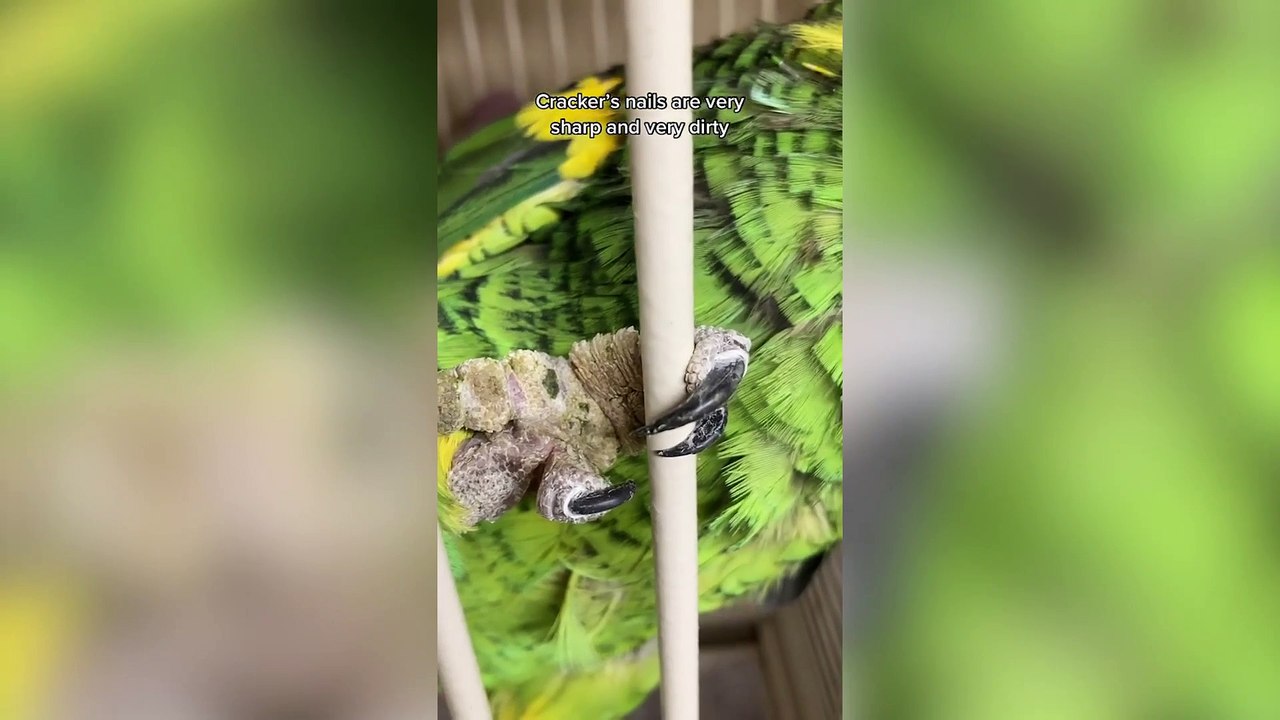Neglected elderly parrot nursed back to health by animal carer - video ...