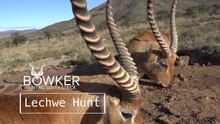 Red Lechwe hunt with Nick Bowker Safaris
