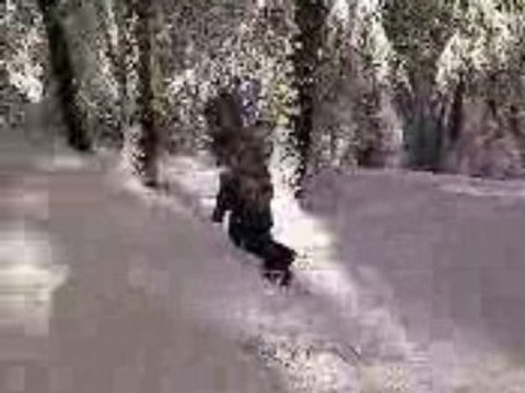 La neige c'est cool vol 2 (les arbres et la neige)