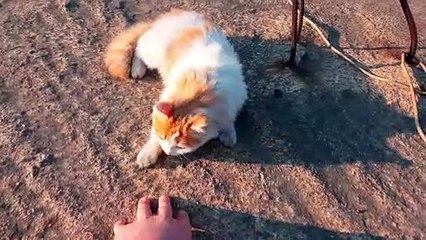 watch my cat playfully pounce on my hand 2023