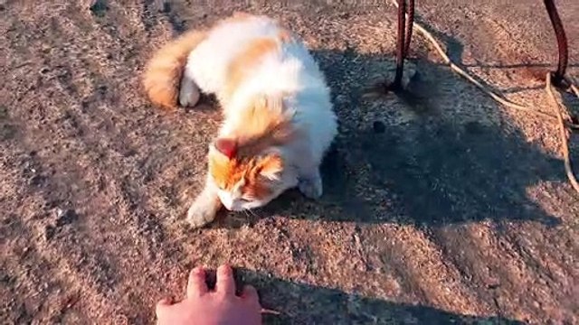 watch my cat playfully pounce on my hand 2023