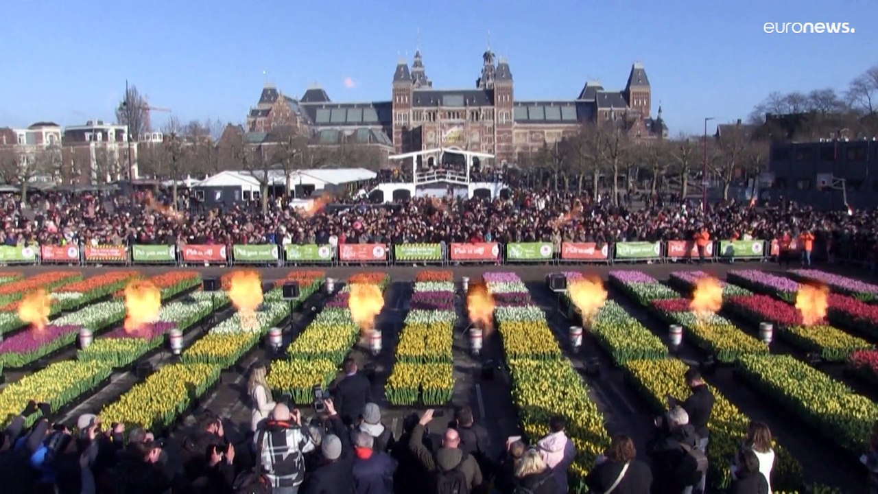 200.000 tulipas para celebrar flor emblemática dos Países Baixos