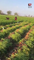 أنفار من كل الأعمار.. بدء موسم تقليع الجزر في كفر الشيخ