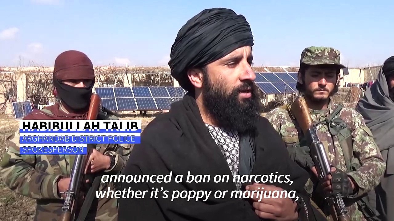 Taliban authorities destroy a poppy field in Afghanistan's Kandahar after banning the plant