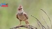 Eurasian skylark (Alauda arvensis) | Nature is Amazing | Viral Birds Videos