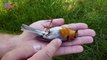 European Robin (Erithacus rubecula) | Nature is Amazing | Viral Birds Videos