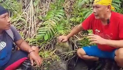 ular king cobra vs ular piton