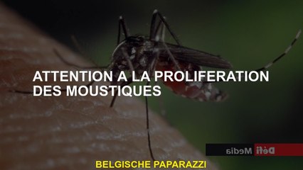 Attention à la prolifération des moustiques
