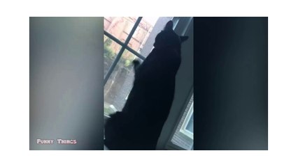 Hilarious and Adorable Animal Behavior