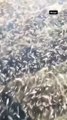 Rusya'da binlerce balık dondu! Hava sıcaklığı -50 derece