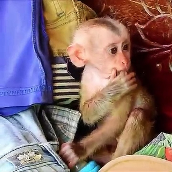 FUNNY MONKEY CHALLENGE