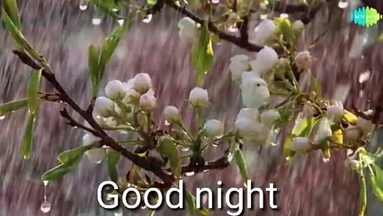 Good Night / Sayari 🌙