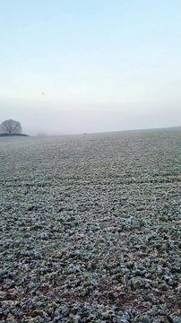 Sheffield goes marsupial mad as video of 'wild wallaby' - followed by kangaroo hoax - go viral