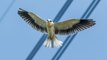 Hérault : pour éviter l'électrocution des grands oiseaux, des techniciens installent des protections sur les réseaux électriques