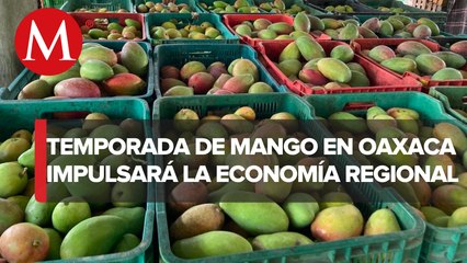 Inicia temporada de mango en Oaxaca; prevén reactivar economía de la región