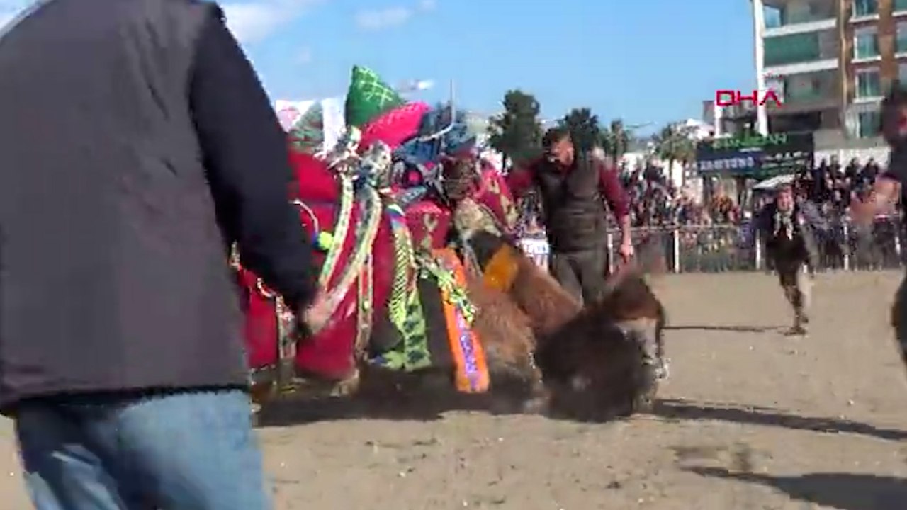 Develer güreşirken sahipleri kavga etti