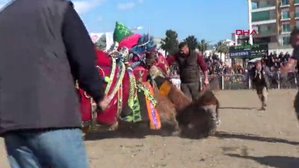 Develer güreşirken sahipleri kavga etti