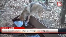 Donmuş tekneden su içmeye çalışan çakalın soğuk suya verdiği tepki