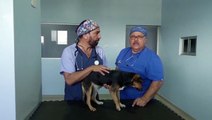 ext-veterinarios-perro-puntarenas-220123