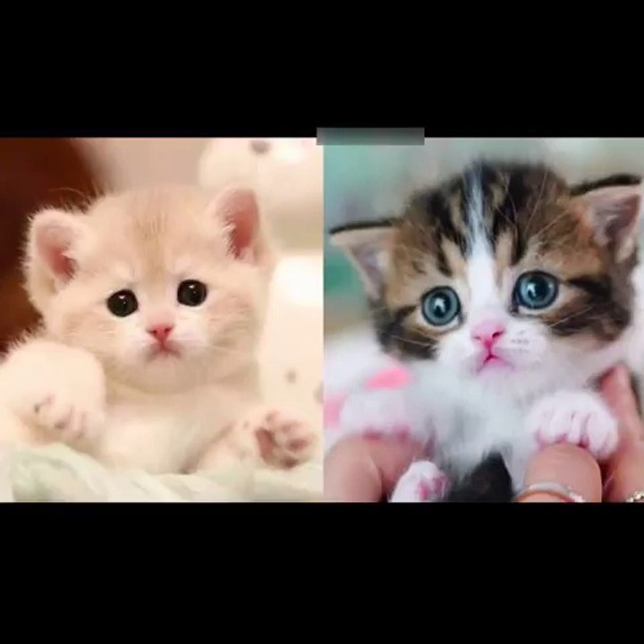 Unleash the Laughter with the Funniest Dogs and Cats Videos of 2022 - Dailymotion Exclusive!