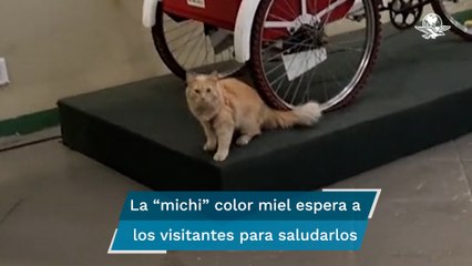 Ella es “Timbre”, la gatita de la Casa de la Cultura Postal que enternece en TikTok