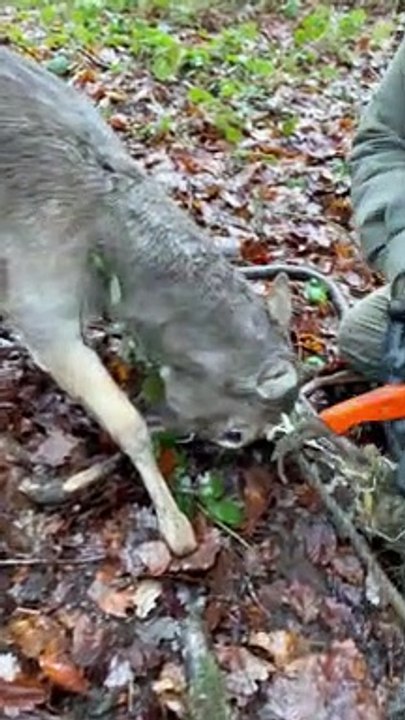 Father And Son Help Rescue Deer
