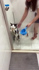 Cat Tries In Vain to Claw His Way Out of Bath Time