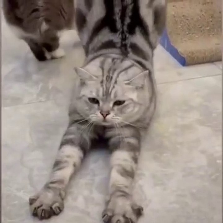 Laughter Guaranteed: The Most Hilarious Animal Videos of 2022 That Will Leave You in Stitches