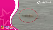Viral! Jasad Bocah Tenggelam Diantar Pulang Buaya ke Pinggir Sungai