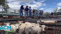 Gympie fat and store sale | QCL | 23/01/23