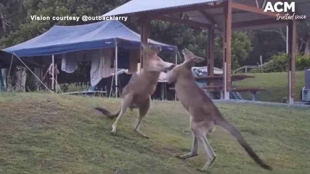 Fighting 'roos land on sleeping family | Macleay Argus | January 23